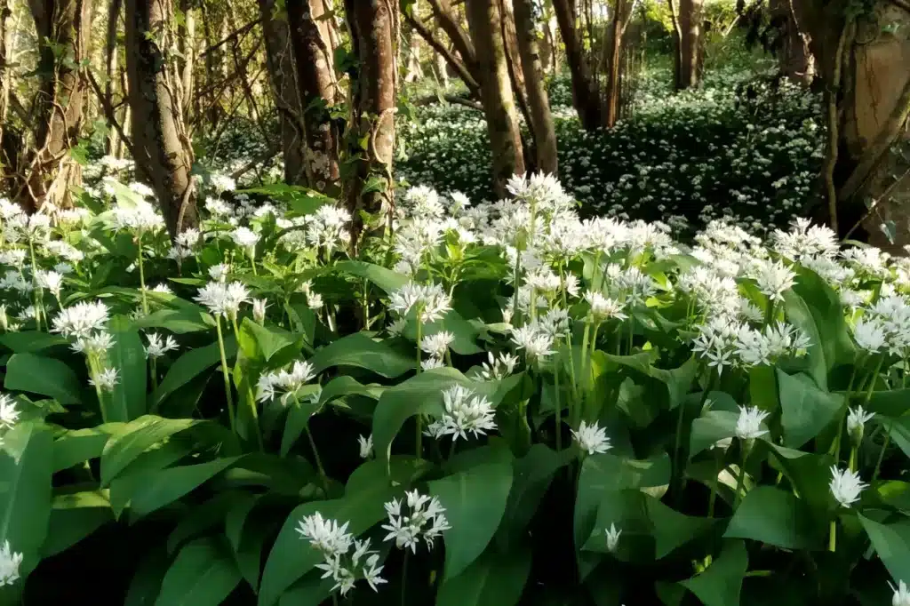 Wild garlic in Carnanton Woods