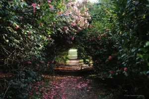 Antony Woodland Garden Rose Archway