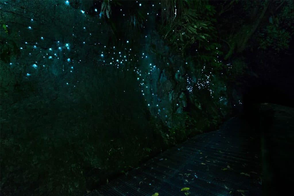 Bioluminescence