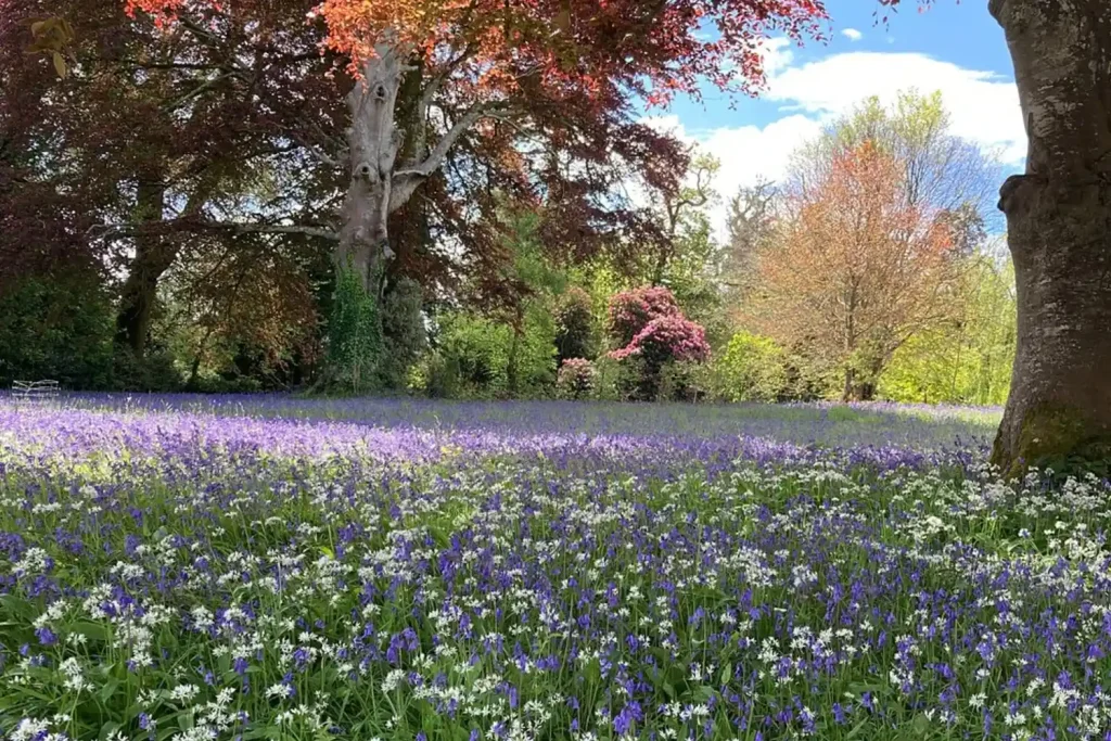 Enys Gardens Field of Flowers