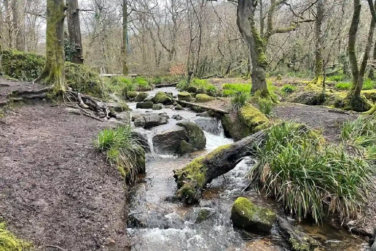 Fox Farm Motorhome Park Nearby Woods.webp