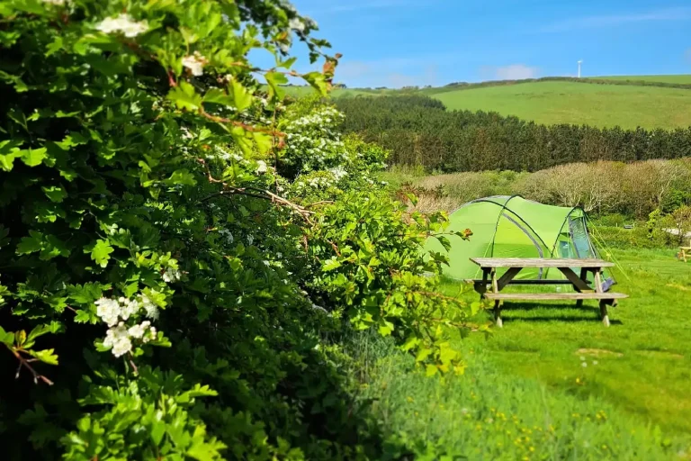 Higher Pendeen Camping and Bell Tents Camping Field.webp