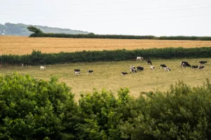 Penbugle Organic Farm Glamping Camping Field