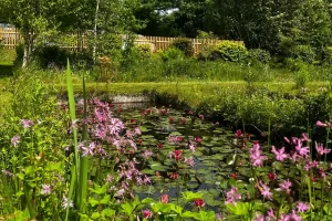 Penrose Water Gardens Landscape