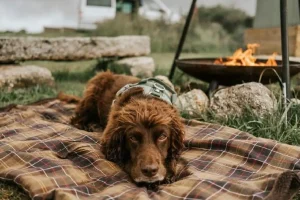 Stay Wild Dog Friendly Campsite