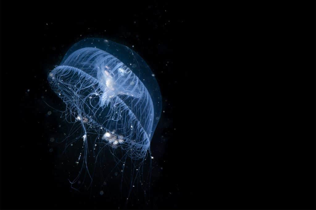 Crystal Jellyfish 2.
