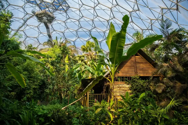 Eden Project Dome Interior.webp
