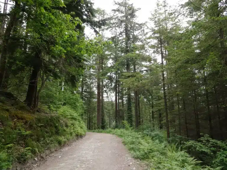 Woods Cafe Countryside Views.webp