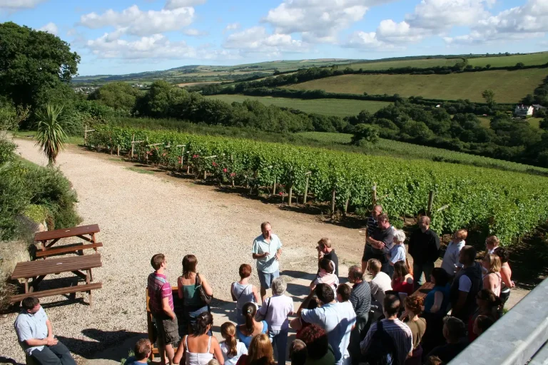 Camel Valley Vineyard Tour.webp