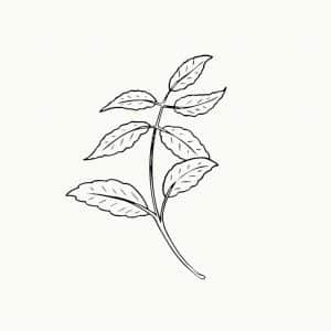 Fallowfields Restaurant Logo.jpg