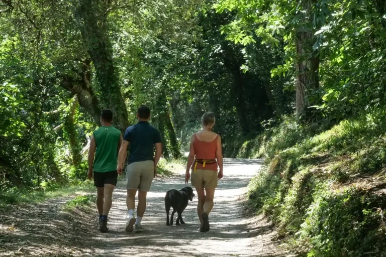 National Trust Penrose Dog Friendly.webp