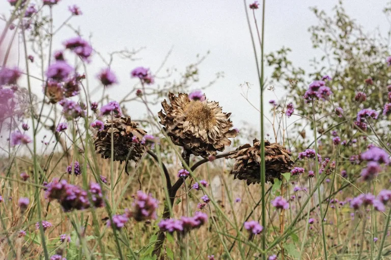 Prideaux Walled Garden Flowers.webp